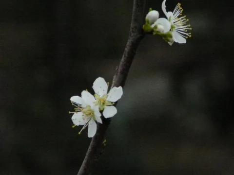 1.隨手拍的,本來以為是梅花,後來發現不是!