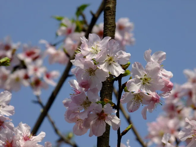 三芝天元宮賞櫻花