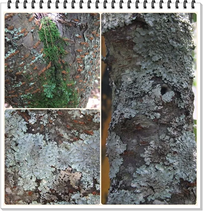 聽說樹上如果會長出類似青苔的東西，就代表這裡的空氣非常好，趕快多吸兩口吧!