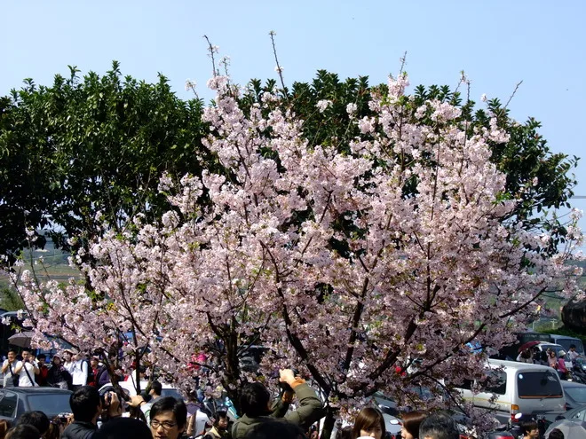 三芝天元宮賞櫻花