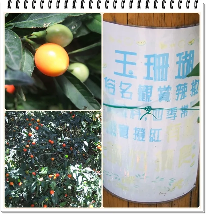 這個叫做[玉珊瑚]俗名:觀賞辣椒，在武陵農場的路上到處都可以看見它的蹤影