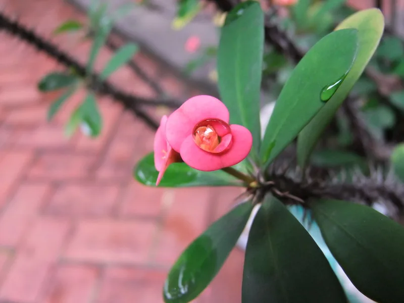 板橋林家花園