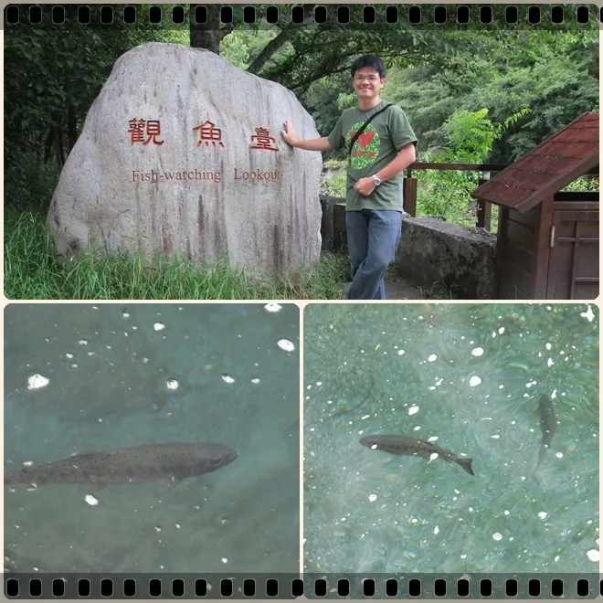 吃飽了，到觀魚台去看有名的[櫻花鉤吻鮭]只是距離實在很遠，不容易近距離觀賞到用上了CPL加上435焦段，免強拍到不清楚的魚