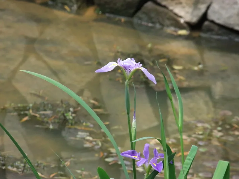 內湖白石湖吊橋