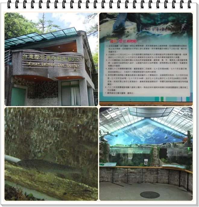 生態復育中心有很多培育的小池，裡面真的有很多魚也