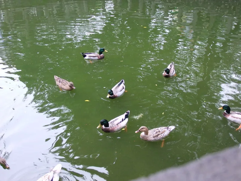 板橋林家花園