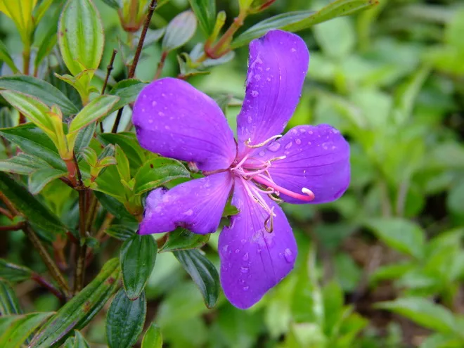 路邊的花朵，看起來很有朝氣！