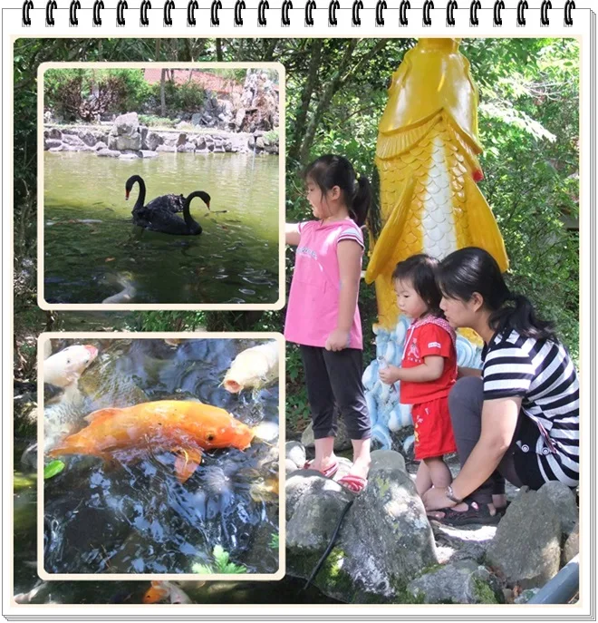 旁邊有黑天鵝可以觀賞，還可以讓小朋友餵魚