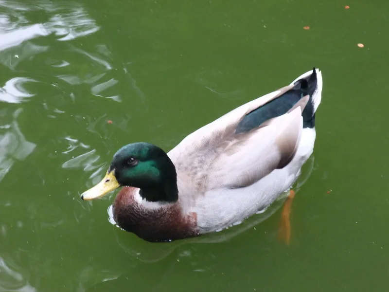 板橋林家花園