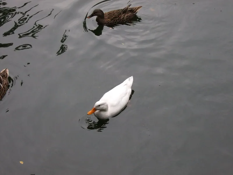 板橋林家花園