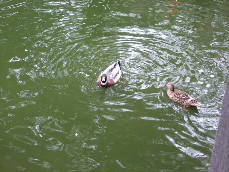 板橋林家花園