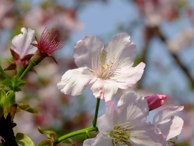 三芝天元宮賞櫻花