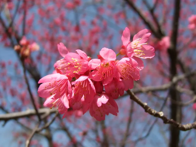 北橫櫻花大道