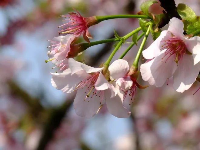 三芝天元宮賞櫻花