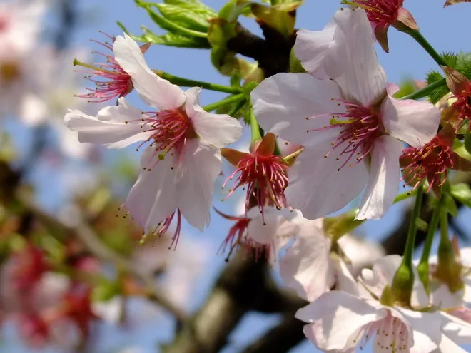 三芝天元宮賞櫻花