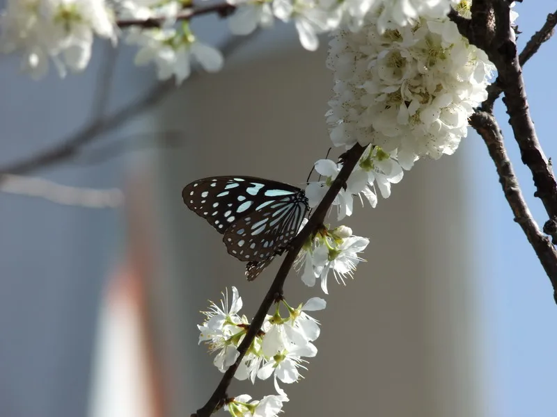北橫櫻花大道