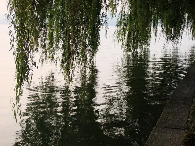 拍拍柳葉印在西湖上!別有一番特色!