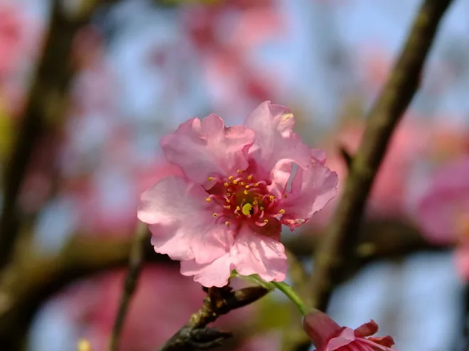 三芝天元宮賞櫻花