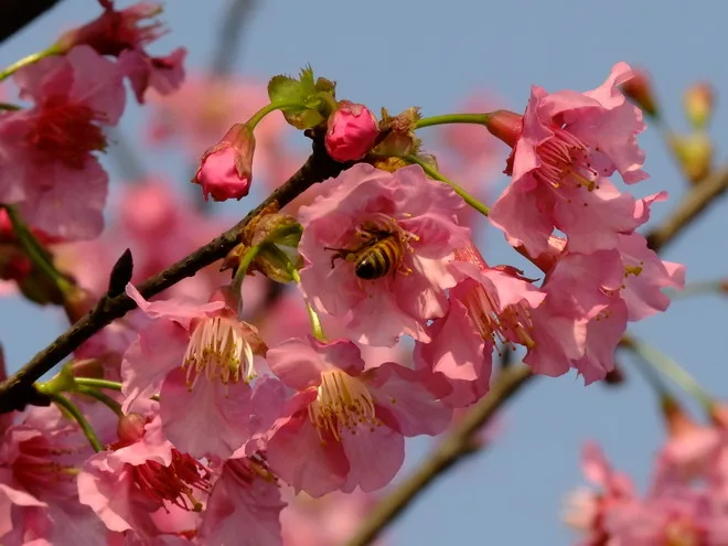 三芝天元宮賞櫻花