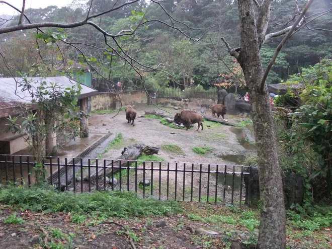 小恩逛動物園