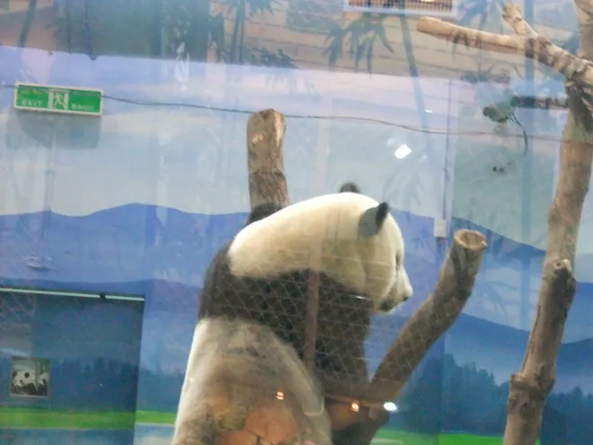 團團的照片