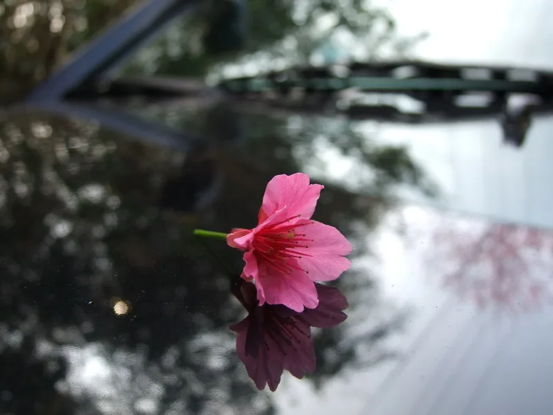 北橫櫻花大道