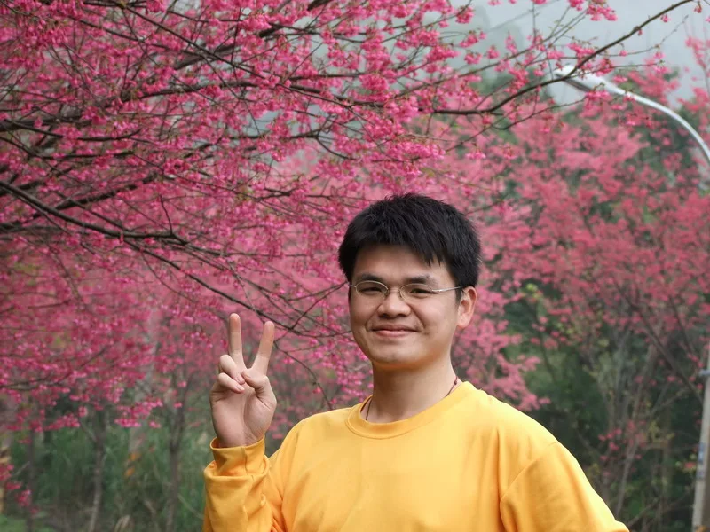 北橫櫻花大道