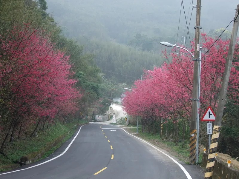 北橫櫻花大道