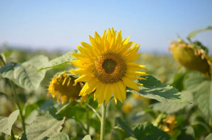 另一邊還有整大遍的太陽花
