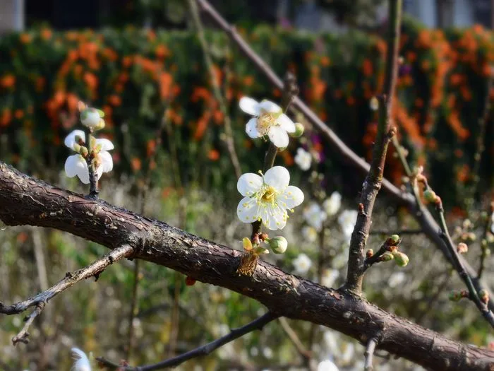 欣賞完新城花海後，我們到很有名的[軟埤坑休閒農業區]地處東勢鎮南端與和平鄉為鄰，區內有一條溪流經，是由太坪角溪、五窯坑溪、七櫃壟溪以及壟背溪等四條支流匯聚而成的，長年水量豐沛，供應溪岸的農業用水，溪中生態豐富魚蝦成群。由於山區沒有工廠與家庭