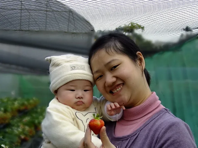 關西採草莓之旅