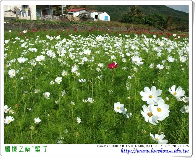 這個很特別，全部都是白花～中間一朵紅花！