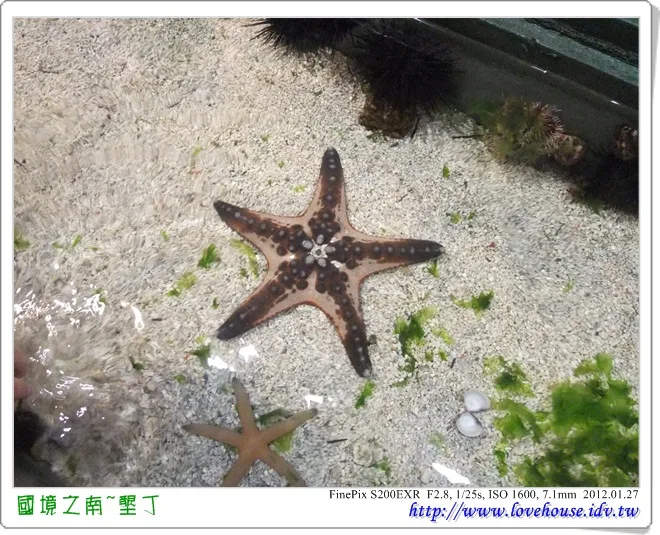 先來體驗一下摸海星