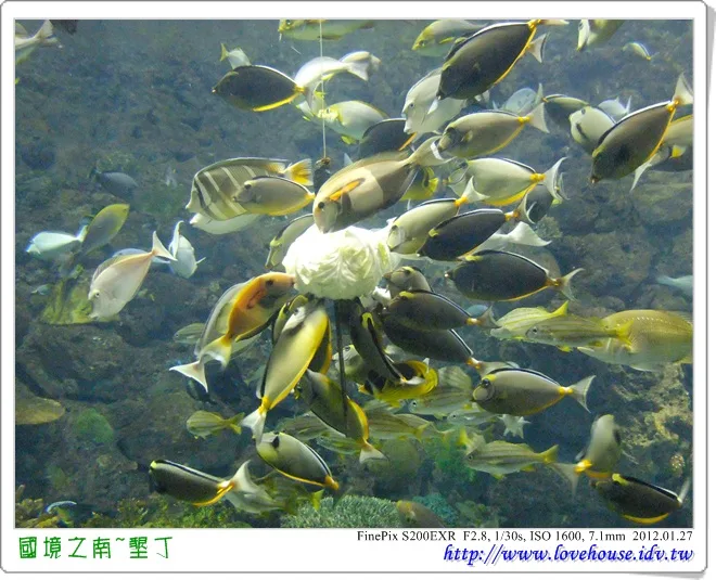 魚兒用餐時間~他們吃的是高麗菜也!好特別