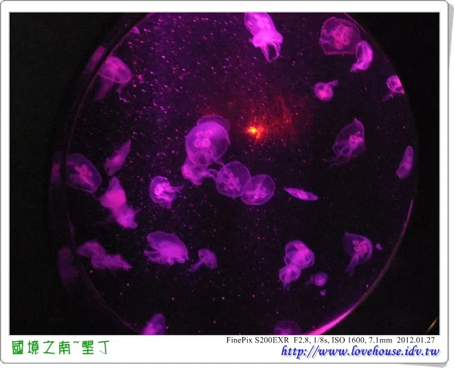 水母透過紫色的燈光,看起來真的很漂亮
