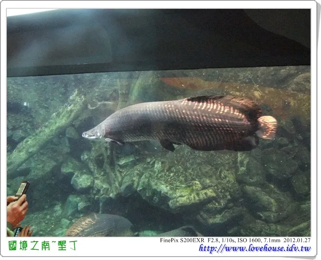 這個是大象魚,也很大隻