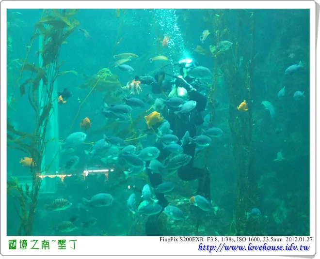 我們運氣很好,剛好遇到餵食秀,這些魚有那麼餓嗎?把潛水員都包圍了!