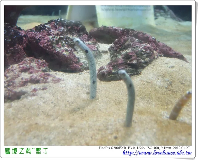 這個也是魚喔!明子忘記了