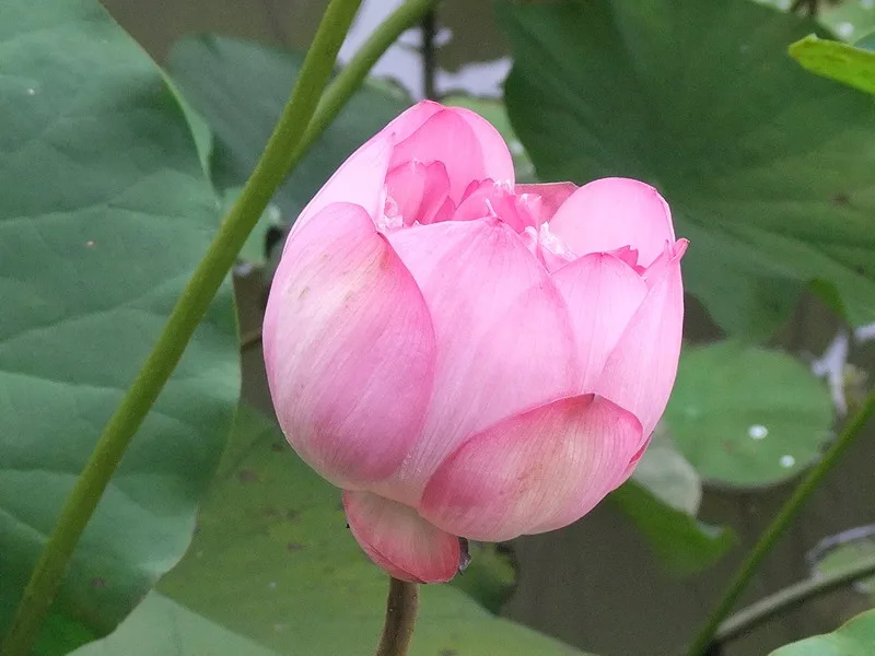 休息時間,到外頭的蓮花池拍蓮花,這裡的蓮花好大朵喔!