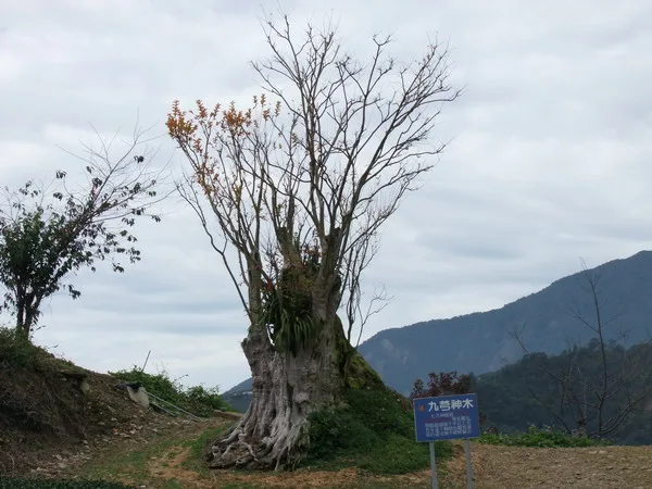南投賞楓、泡湯之旅