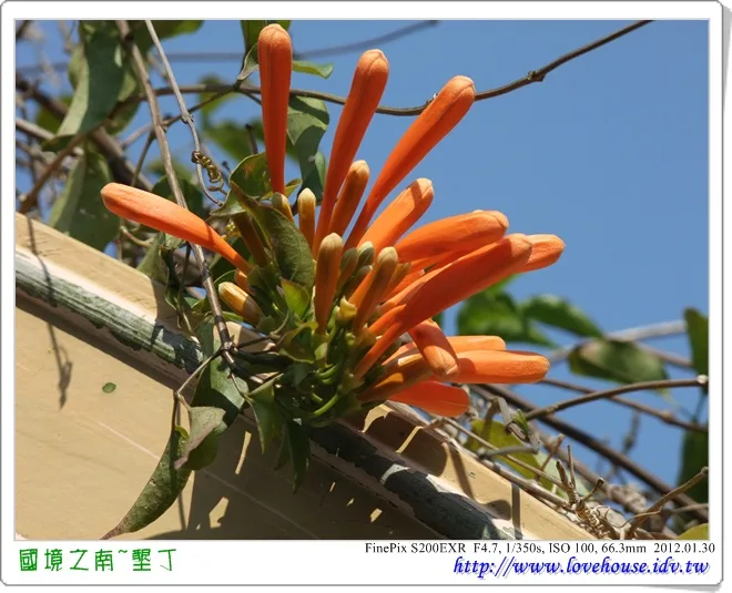 這個不知道是什麼花~但很有特色!