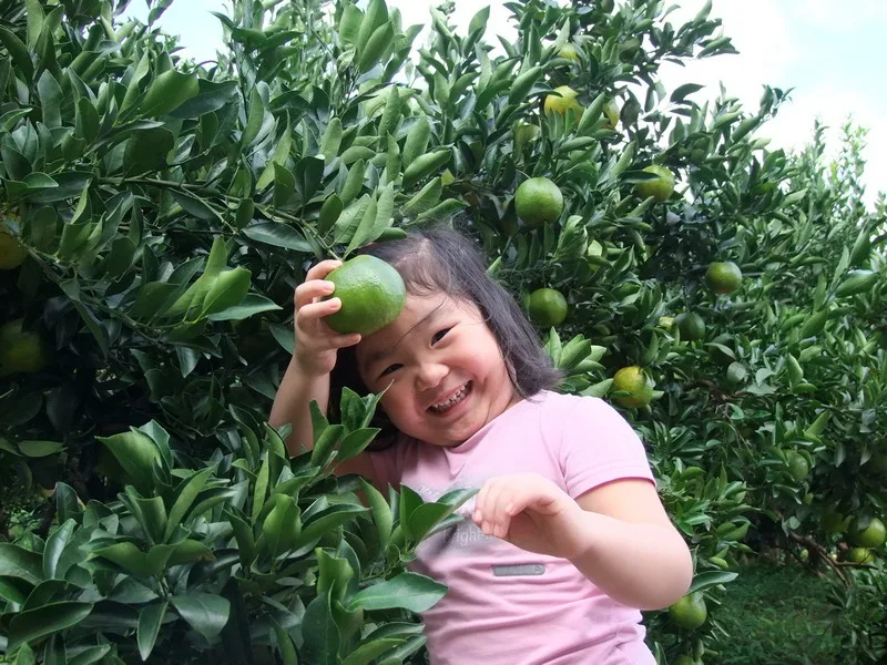 隔日中午拔營後,在附近看到好多橘子園