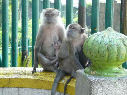 1.正在喝母奶的小Monkey，這可是我第一次見過那麼小的猴子，好可愛