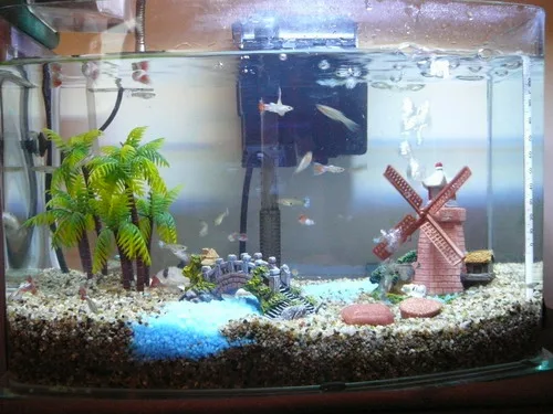 魚缸全景~看起來很不賴吧!給老公拍拍手~~