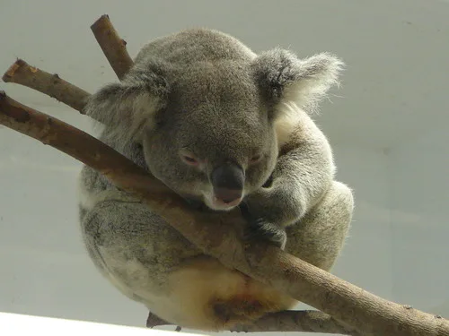 主題：木柵動物園之旅日期：2009/3/8地址：木柵動物園