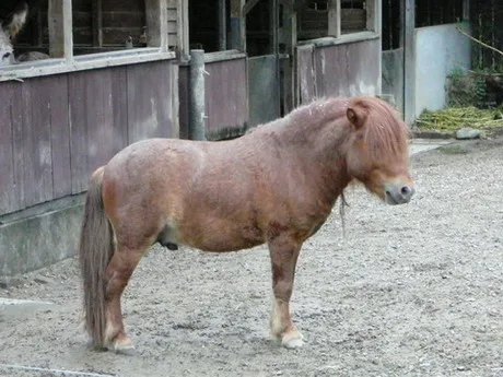 3.可愛的迷你馬