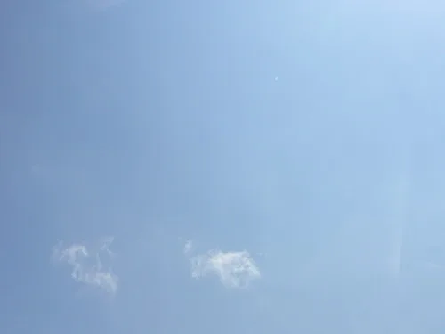 傳說中的蝴蝶花廊及陽明山海芋季