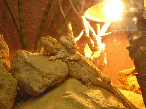 木柵動物園之旅