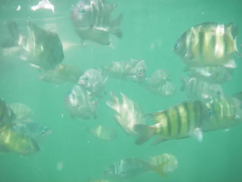 5.海底的景色-熱帶魚~