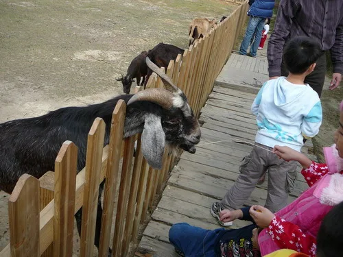 向陽農場幸福親子遊